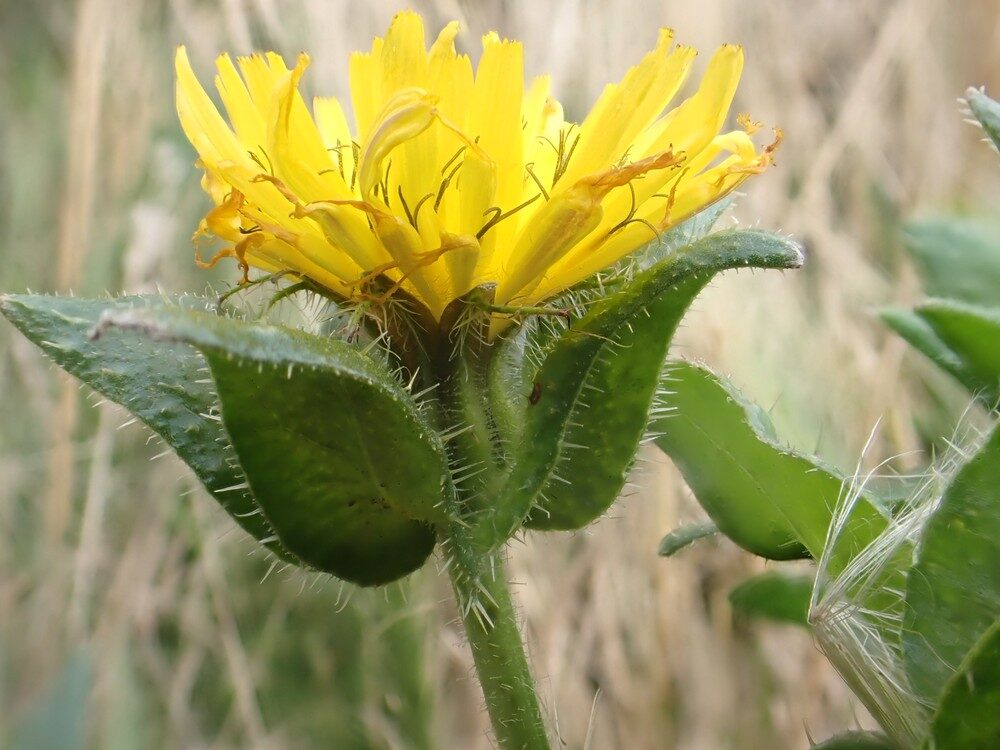 Picris echioides (Bristly Ox-Tongue) — photo