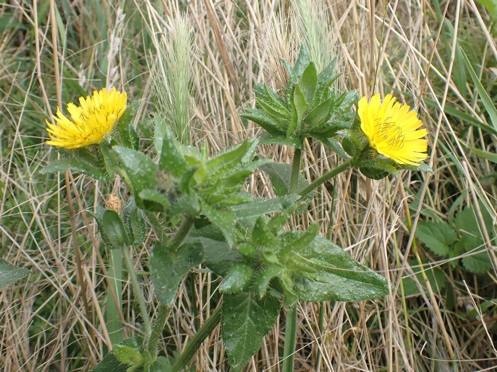 Picris echioides (Bristly Ox-Tongue) — photo