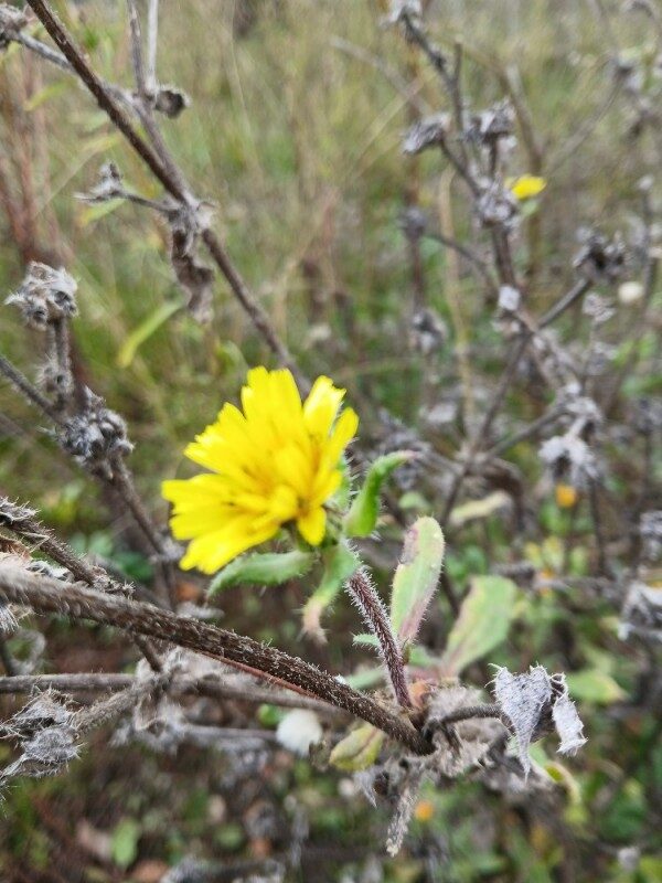 Picris echioides