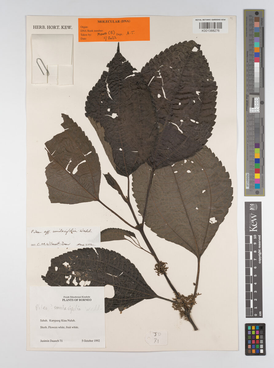 Pilea glaberrima (Hare gageleto) — photo
