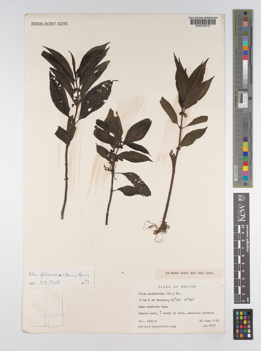 Pilea glaberrima (Hare gageleto) — photo