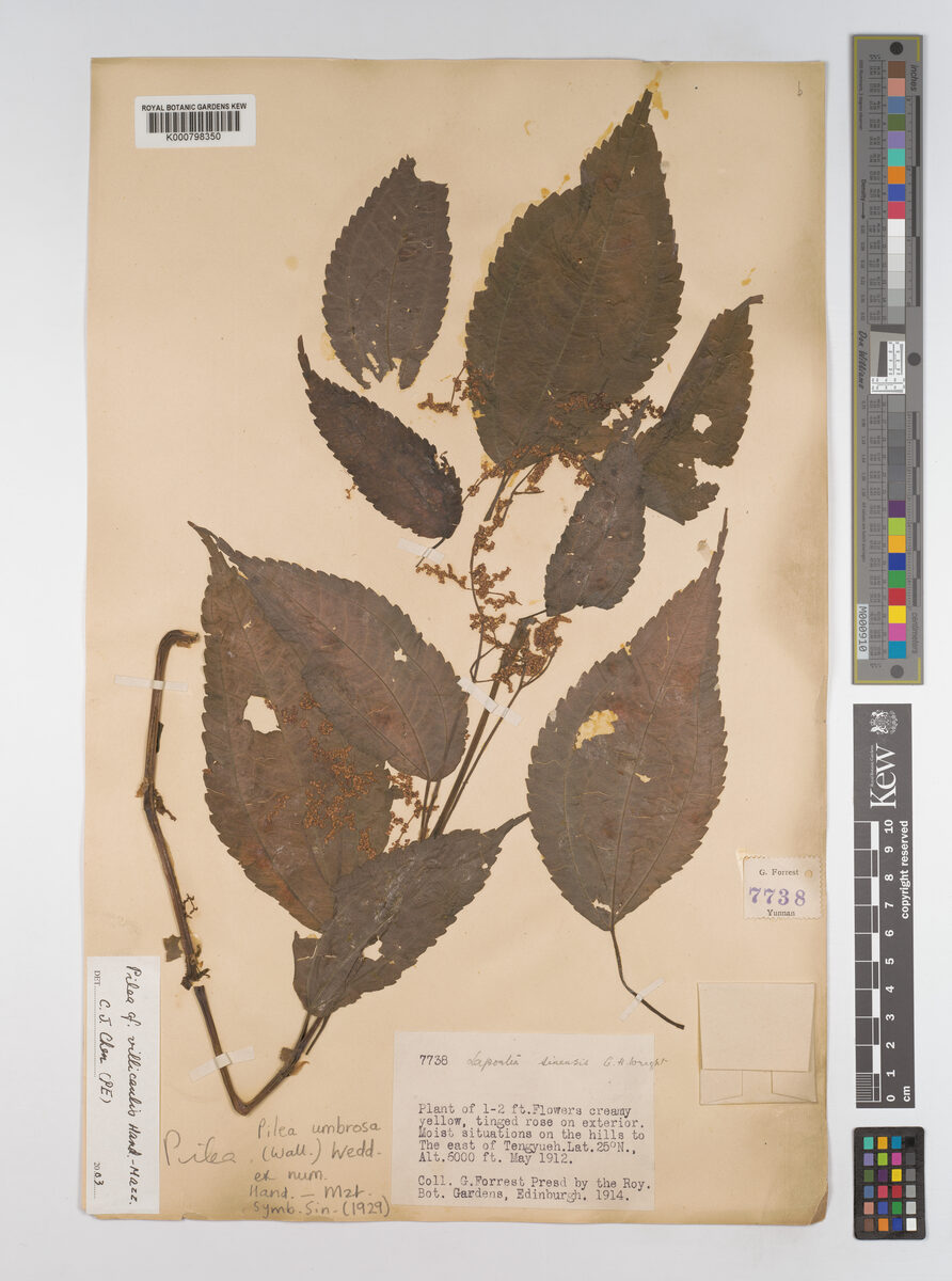 Pilea villicaulis — photo