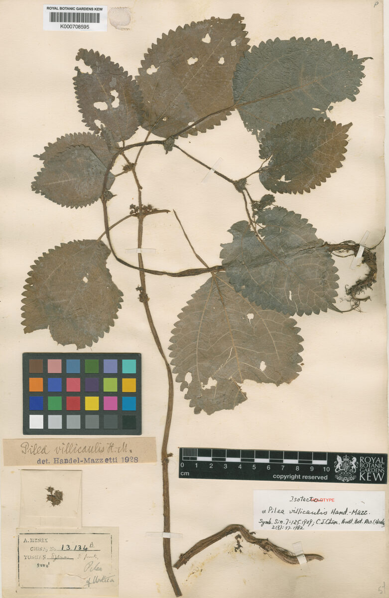 Pilea villicaulis — photo