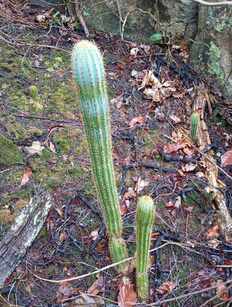 Pilosocereus pachycladus subsp. pernambucoensis — photo