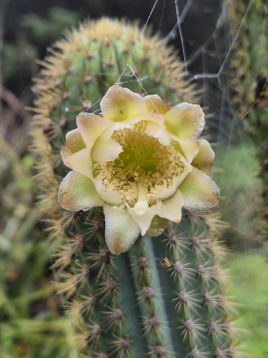 Pilosocereus pachycladus subsp. pernambucoensis — photo