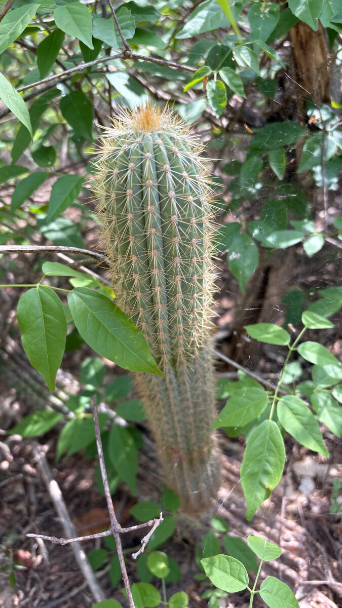 Pilosocereus pachycladus subsp. pernambucoensis