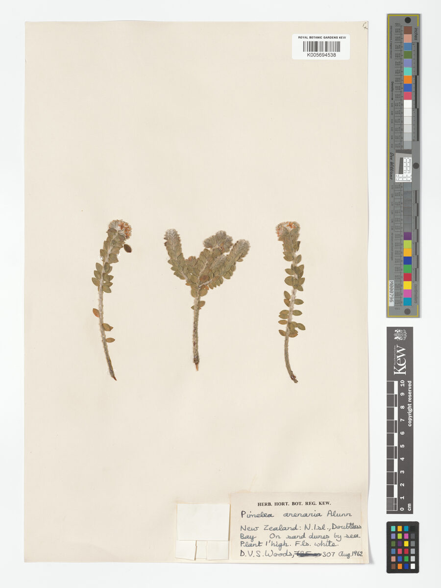 Pimelea arenaria — photo