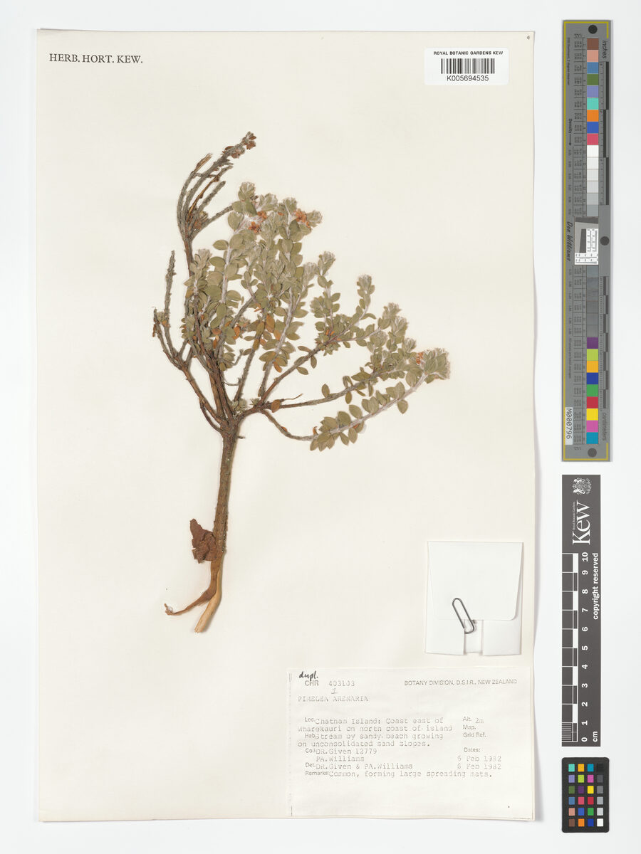 Pimelea arenaria
