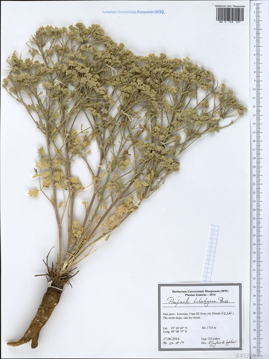 Pimpinella kotschyana — photo