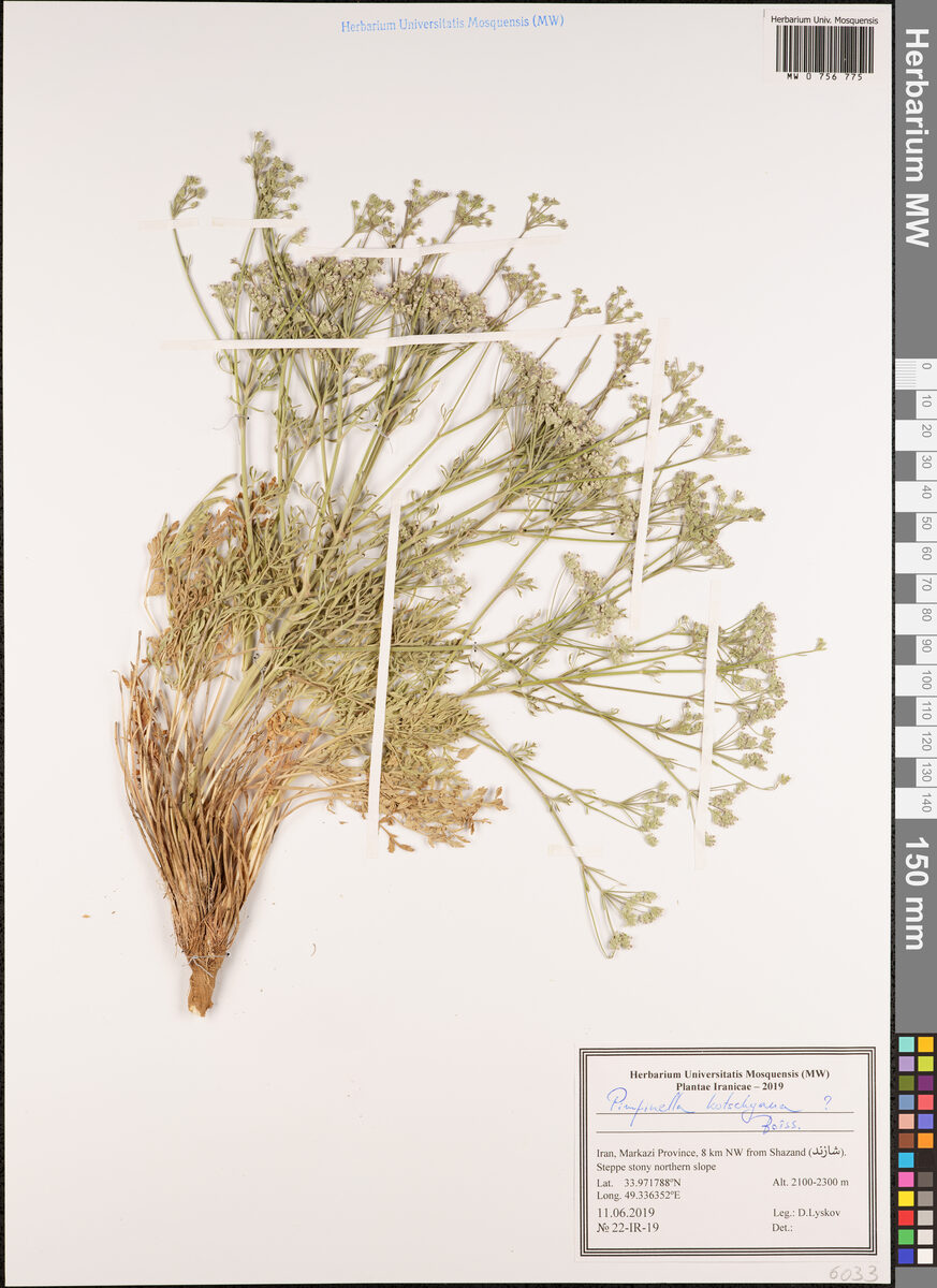 Pimpinella kotschyana