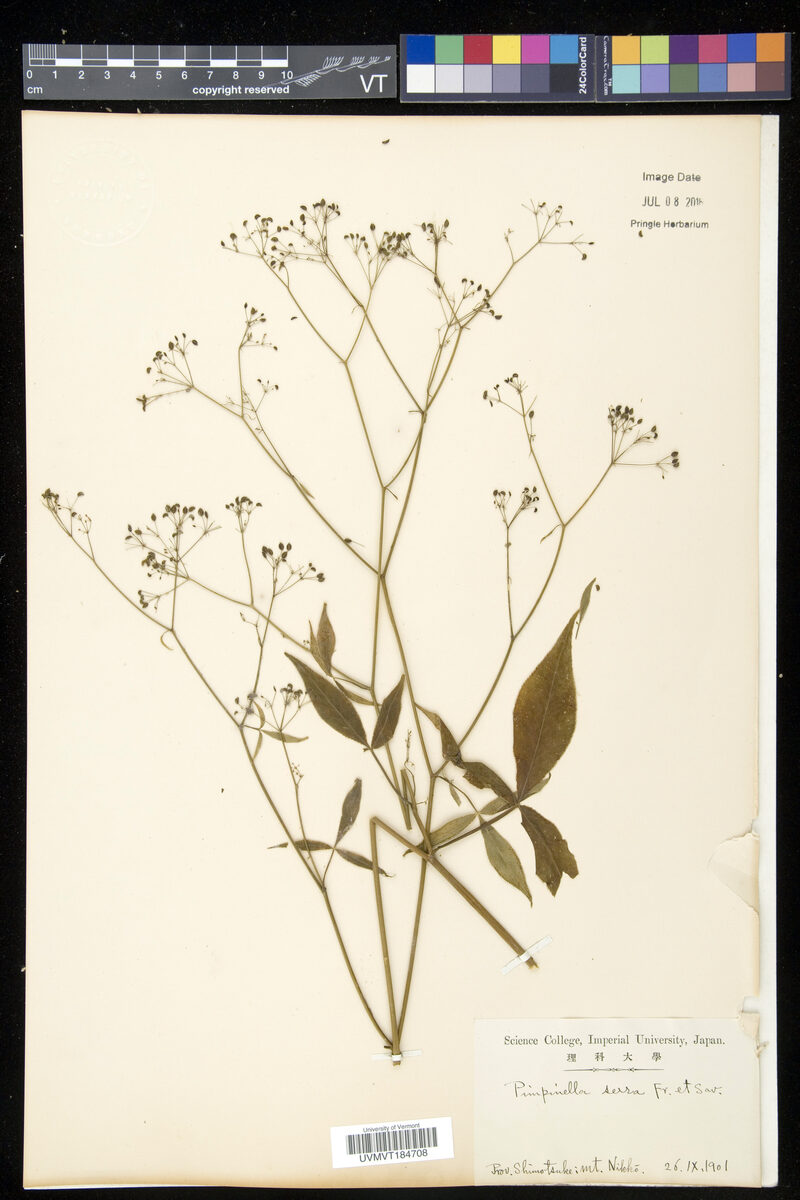 Pimpinella serra — photo