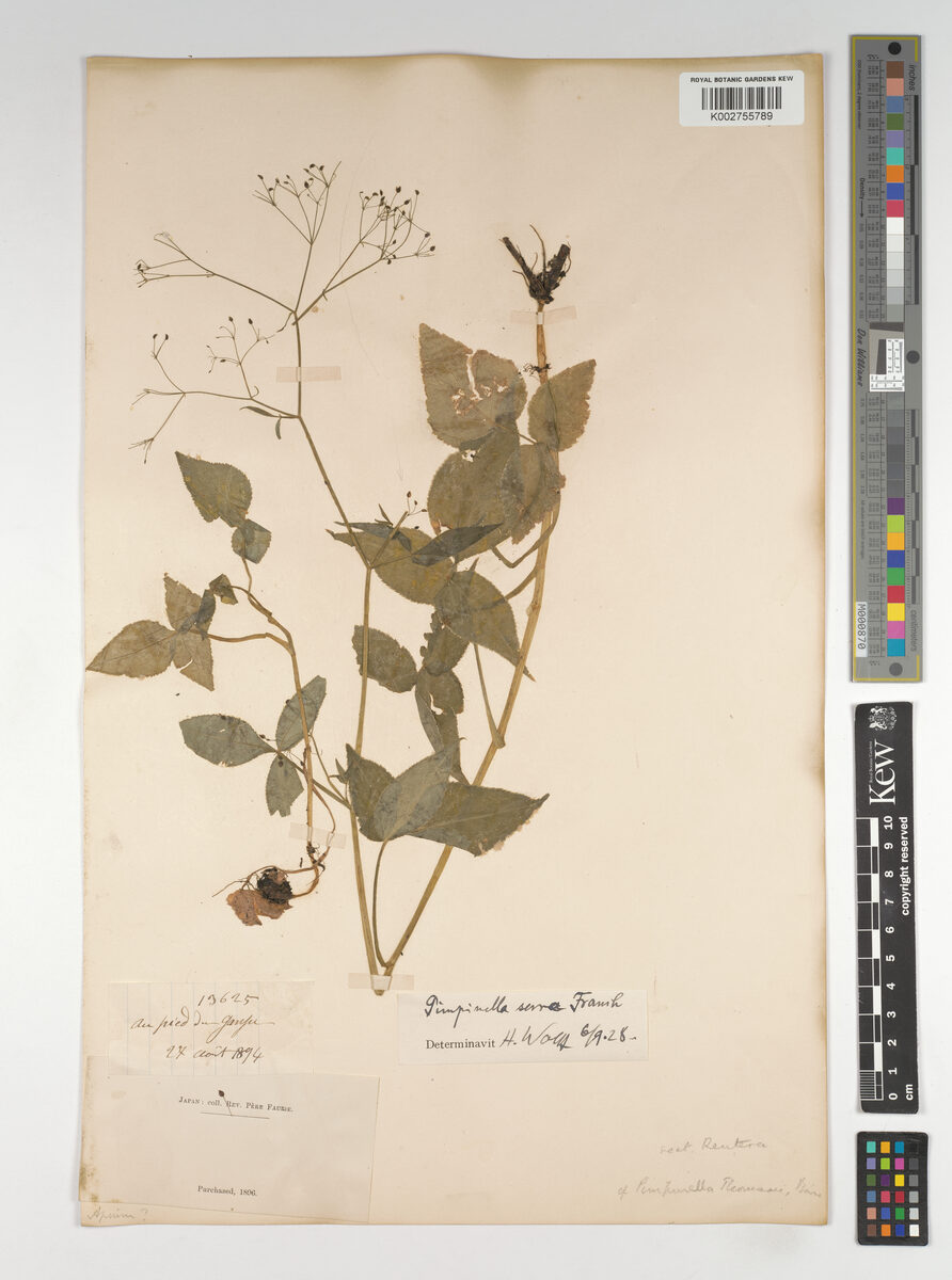 Pimpinella serra — photo