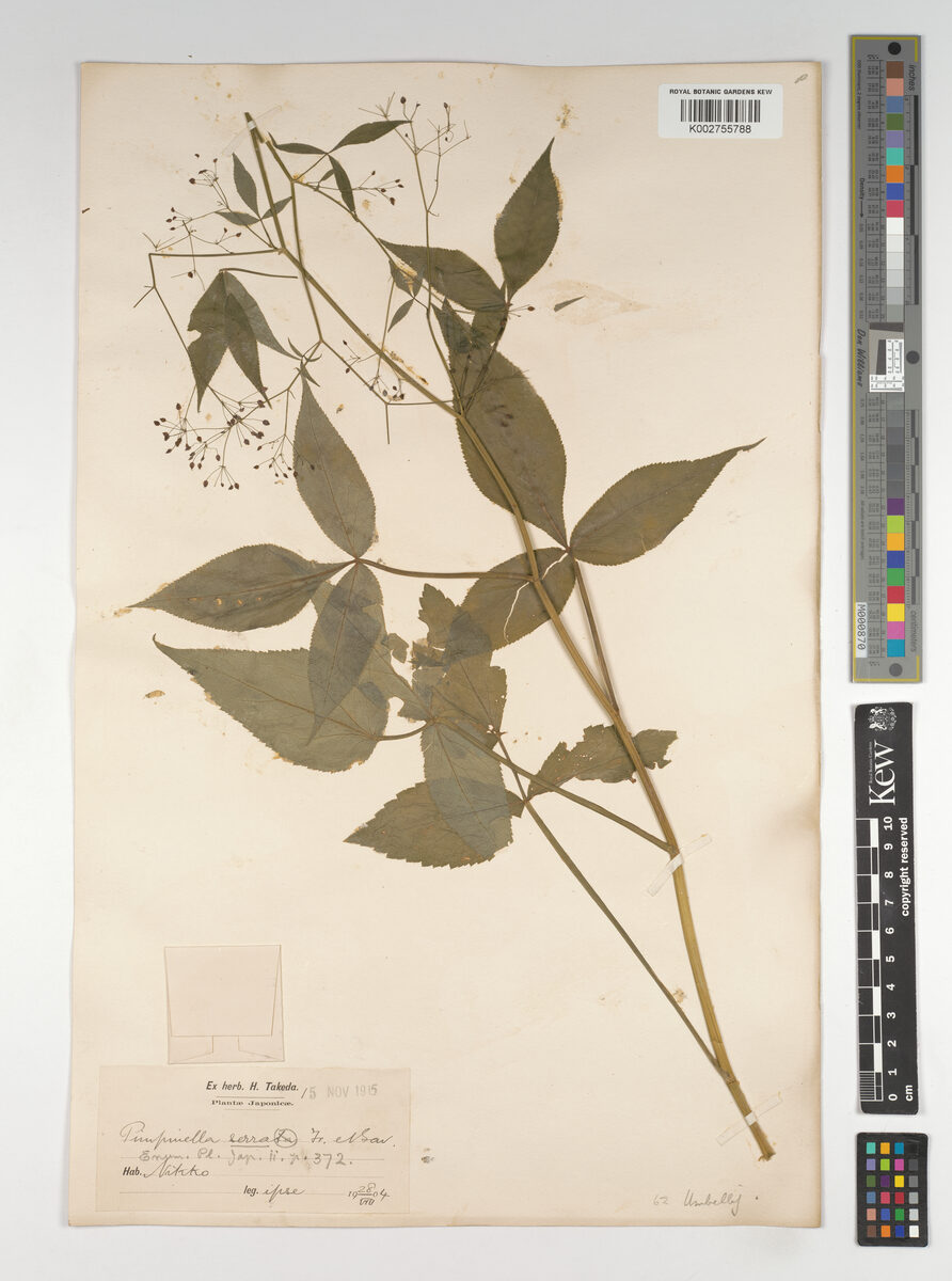 Pimpinella serra