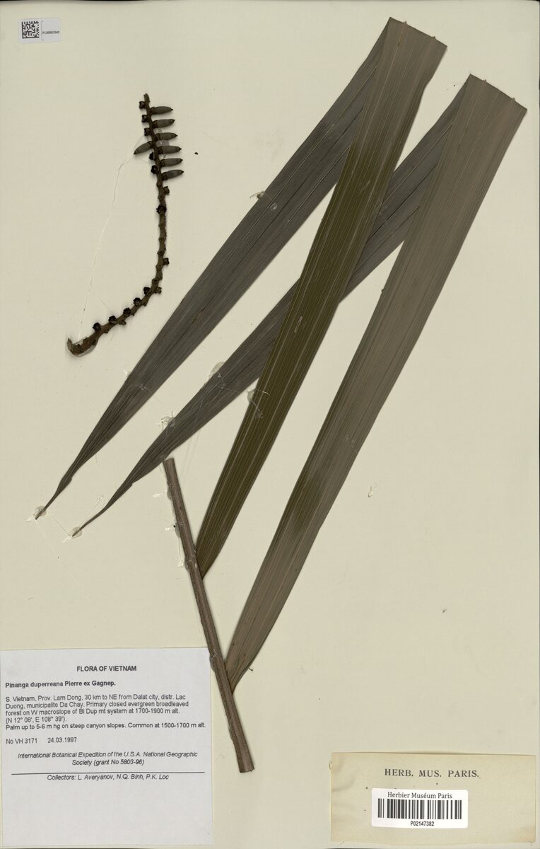Pinanga duperreana (Sla condor) — photo