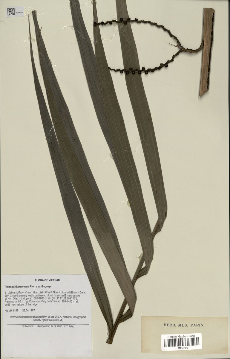 Pinanga duperreana (Sla condor) — photo