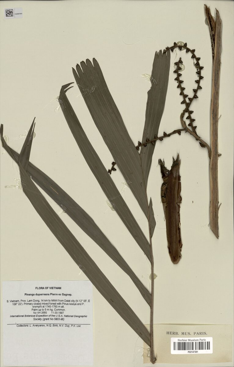 Pinanga duperreana