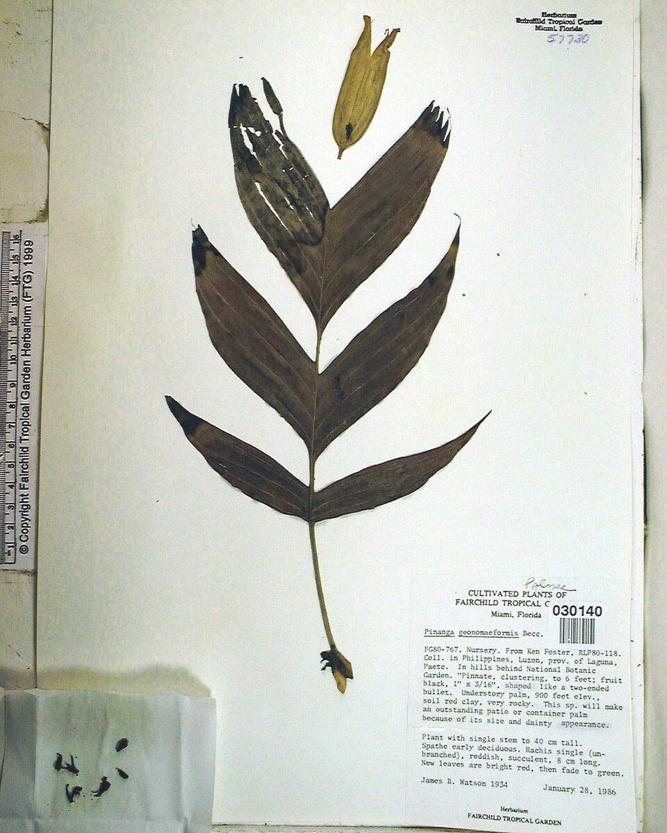 Pinanga geonomiformis (Tamepalm) — photo