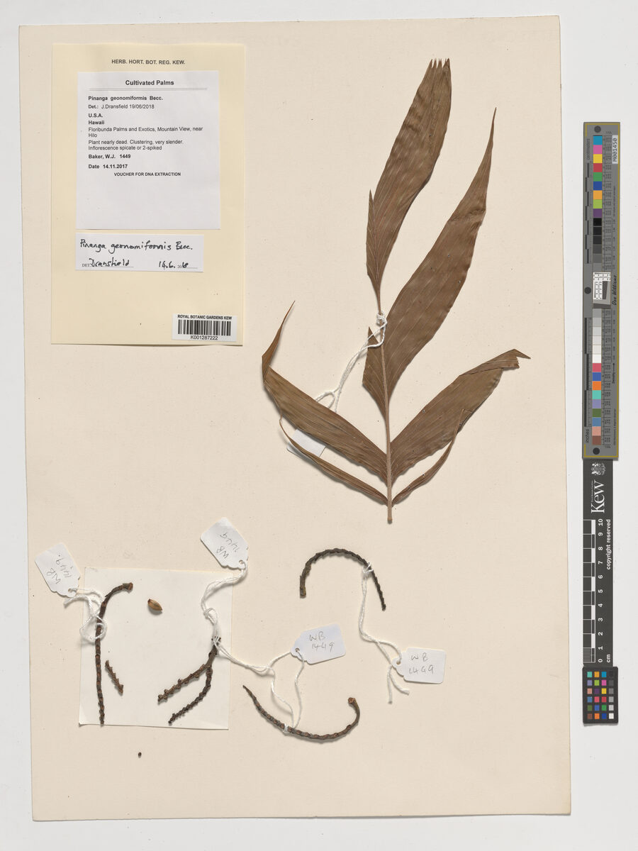 Pinanga geonomiformis