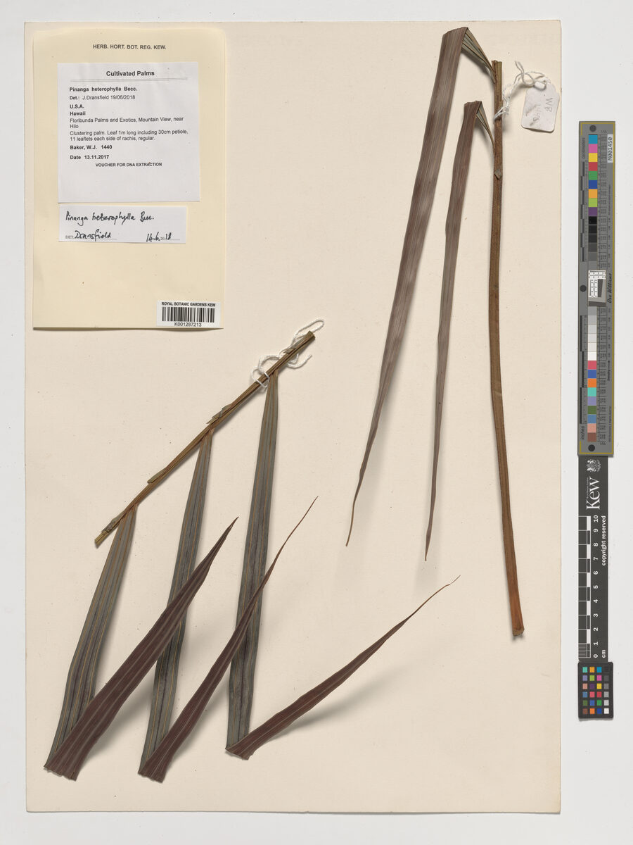 Pinanga heterophylla