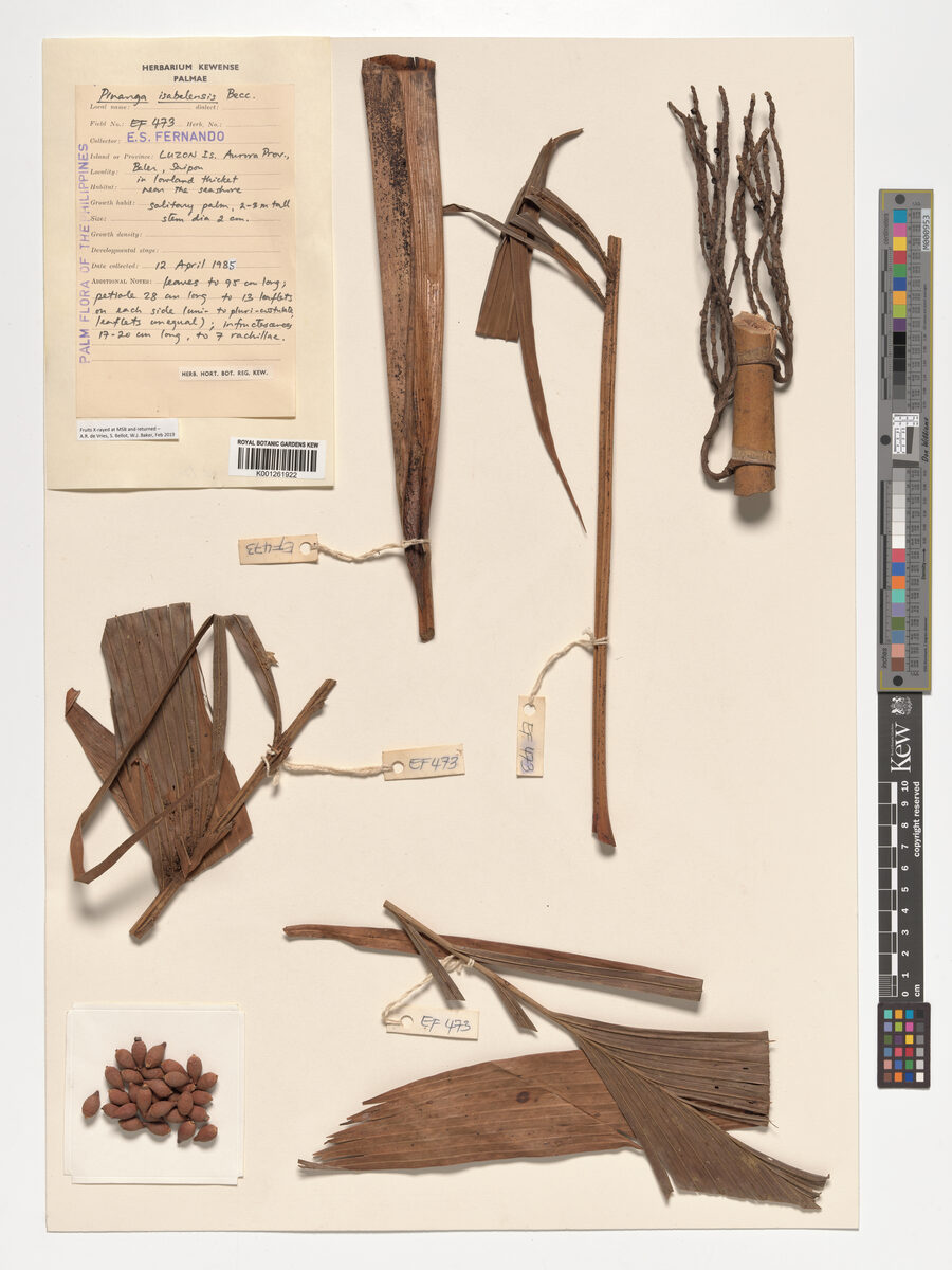 Pinanga isabelensis (Takon) — photo