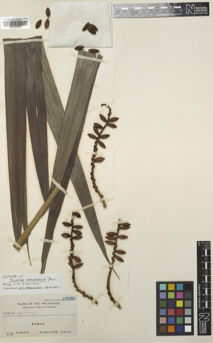 Pinanga samarana (Samar abiki) — photo