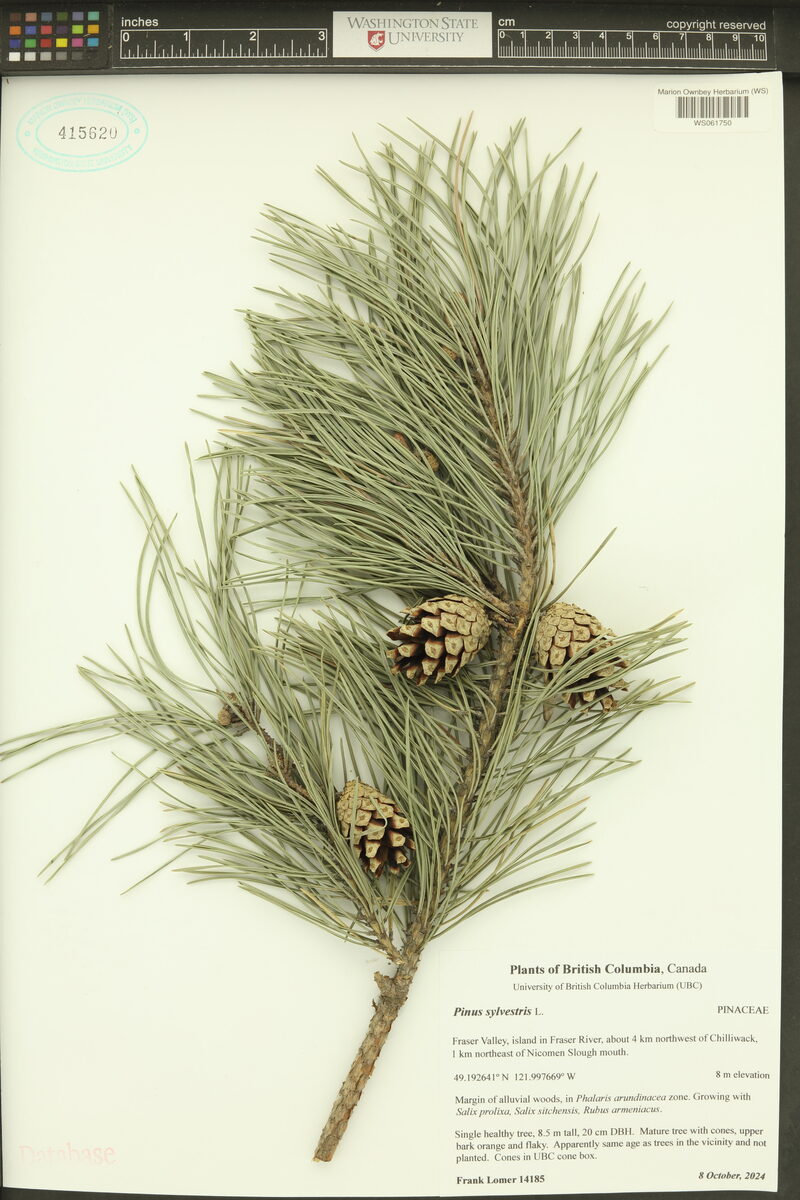 Pinanga sylvestris — photo