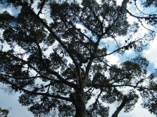 Pinus cembroides orizabensis (Mexican Pine Nut) — photo