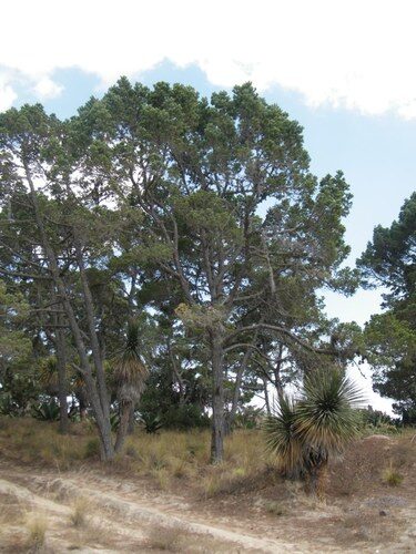 Pinus cembroides orizabensis