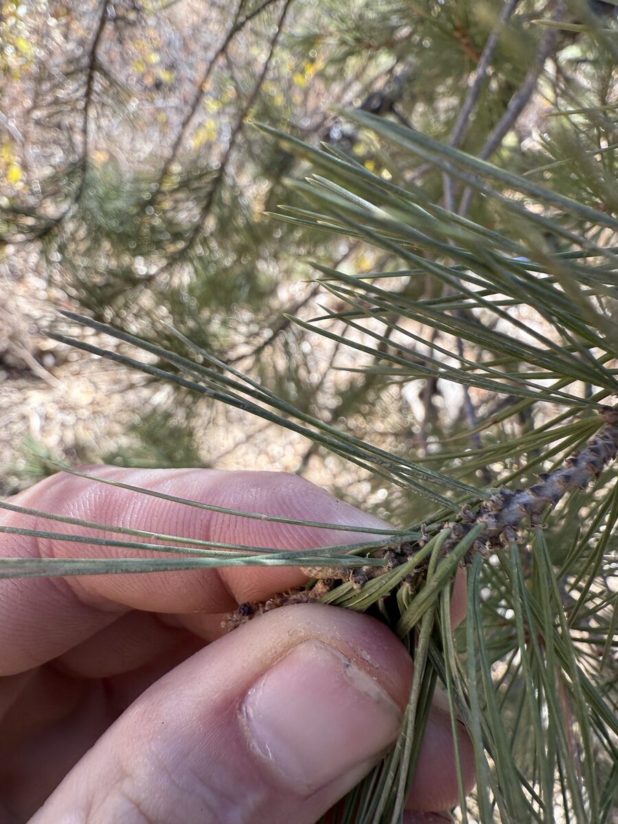 Pinus cembroides subsp. lagunae — photo