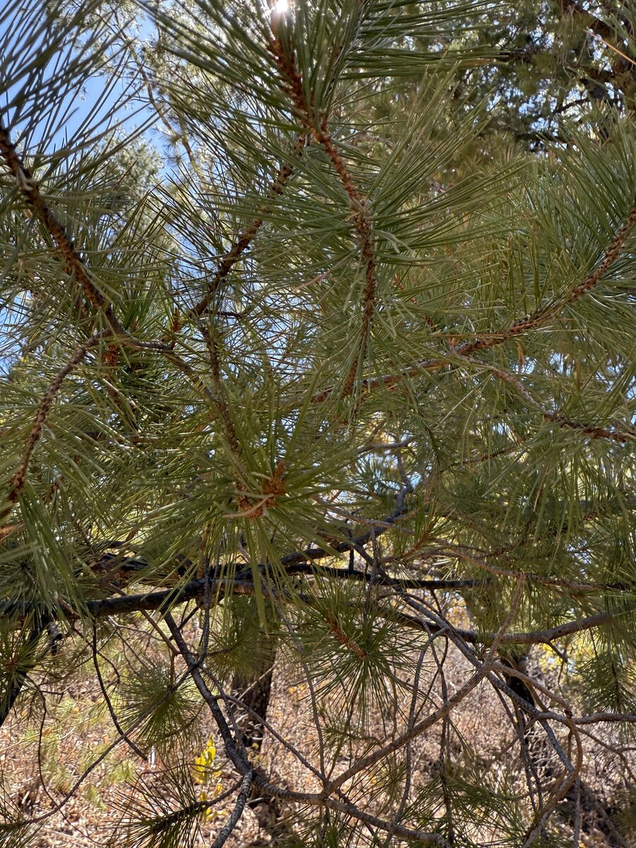 Pinus cembroides subsp. lagunae
