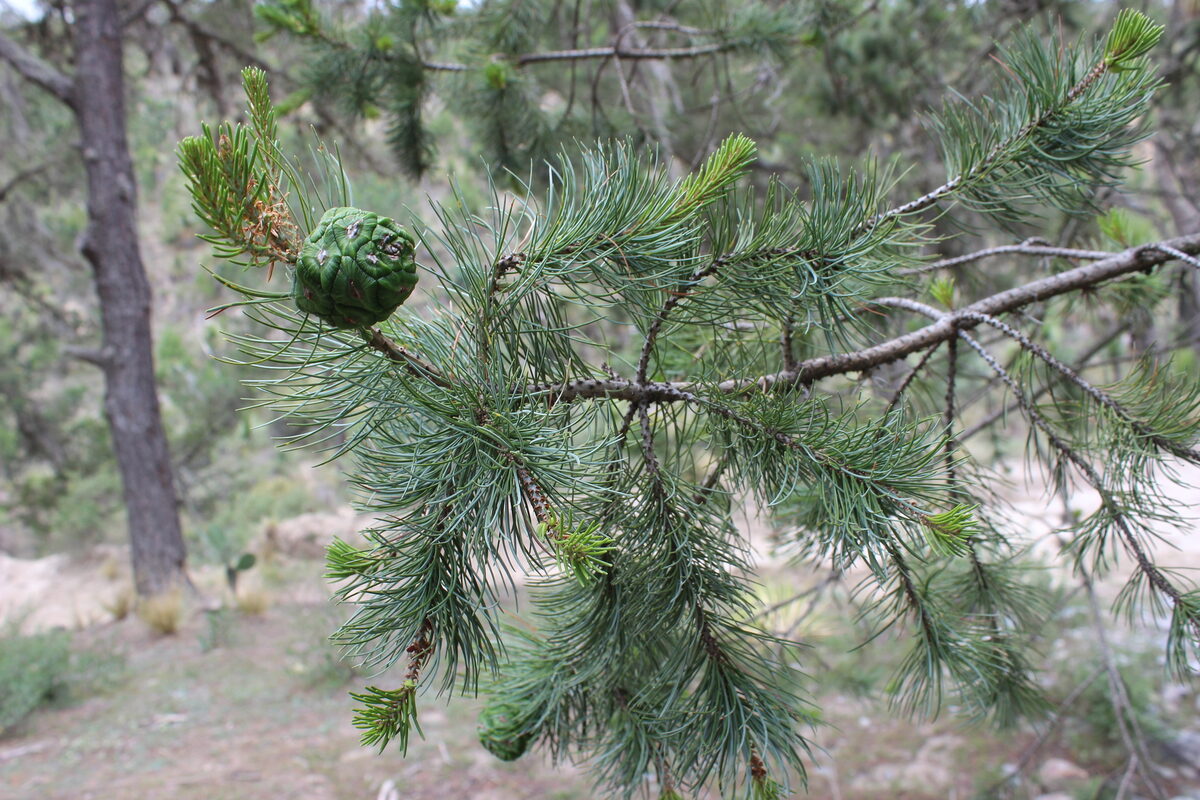 Pinus cembroides subsp. orizabensis (Mexican pine nut) — photo