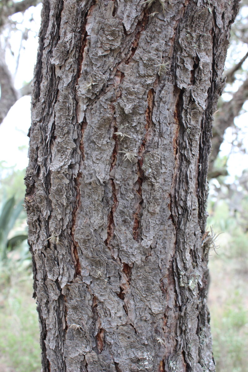 Pinus cembroides subsp. orizabensis (Mexican pine nut) — photo