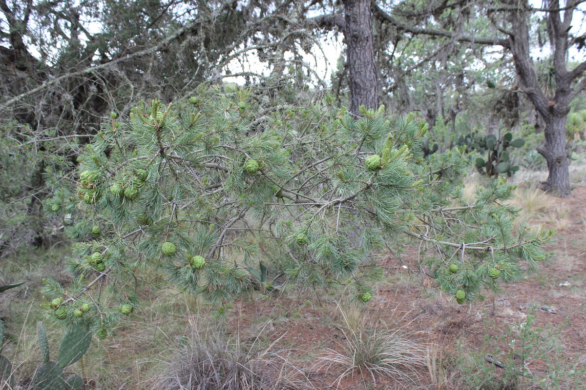 Pinus cembroides subsp. orizabensis