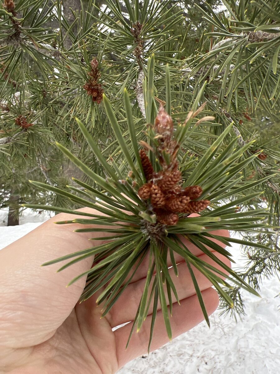 Pinus contorta var. murrayana (Murray lodgepole pine) — photo