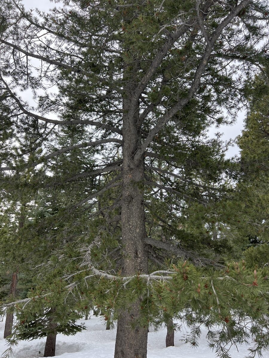 Pinus contorta var. murrayana (Murray lodgepole pine) — photo