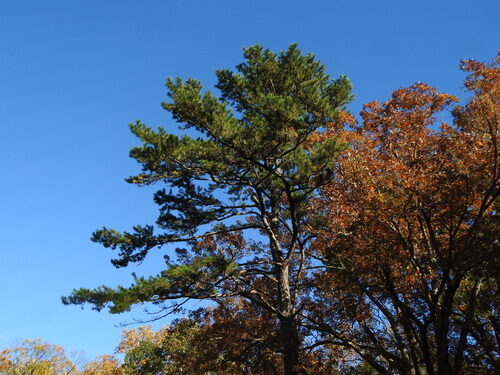 Pinus echinata (Short-Leaf Pine) — photo