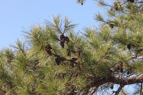 Pinus echinata (Short-Leaf Pine) — photo