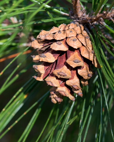 Pinus henryi — photo