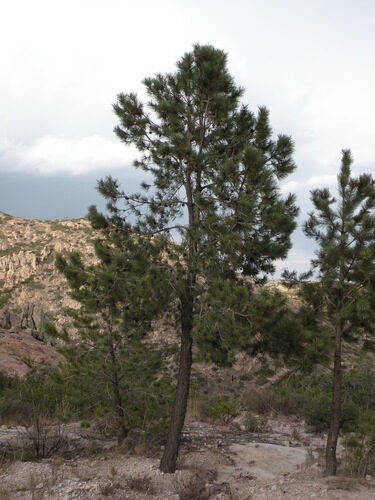 Pinus leiophylla (Smooth-Leaf Pine) — photo