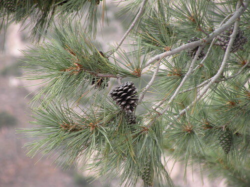 Pinus leiophylla (Smooth-Leaf Pine) — photo