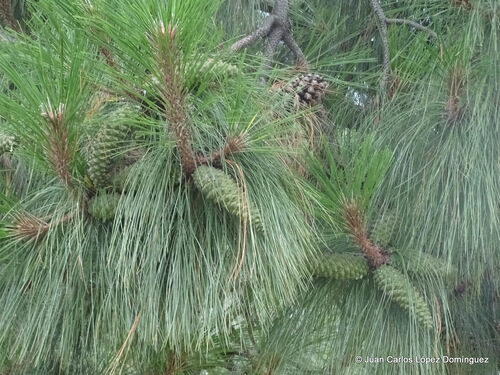 Pinus montezumae (Montezuma Pine) — photo