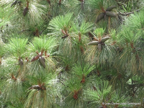 Pinus montezumae (Montezuma Pine) — photo