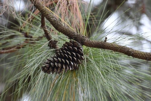 Pinus montezumae