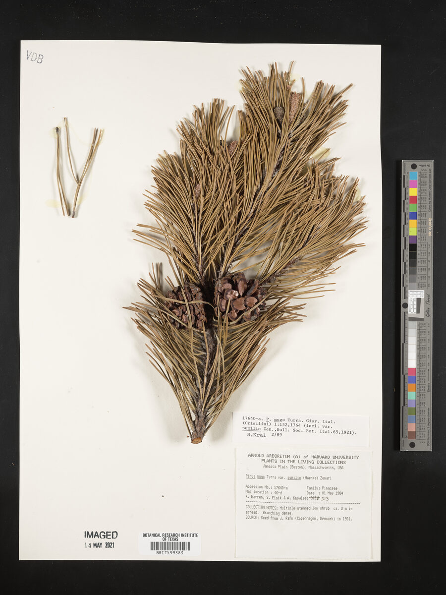 Pinus mugo var. pumilio (Mugo pine) — photo