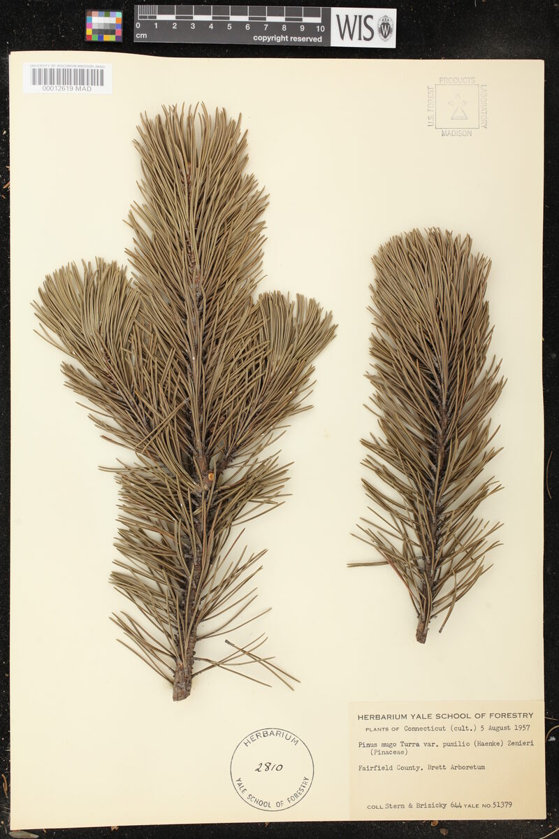 Pinus mugo var. pumilio (Mugo pine) — photo