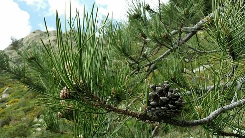 Pinus nigra laricio (Corsican Pine) — photo