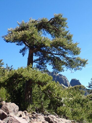 Pinus nigra laricio