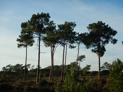 Pinus pinaster (Maritime Pine) — photo