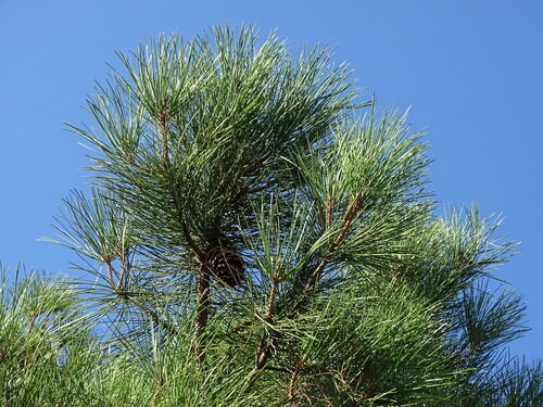 Pinus pinaster (Maritime Pine) — photo