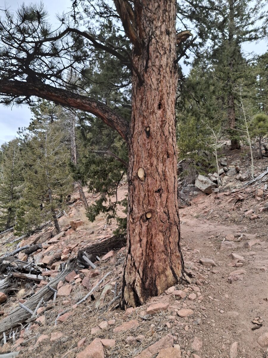 Pinus ponderosa var. scopulorum (Ponderosa Pine) — photo
